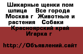 Шикарные щенки пом шпица  - Все города, Москва г. Животные и растения » Собаки   . Красноярский край,Игарка г.